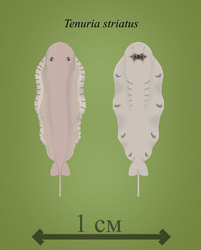 BoT: Tenuria striatus (112 myh) by Brainloading on DeviantArt