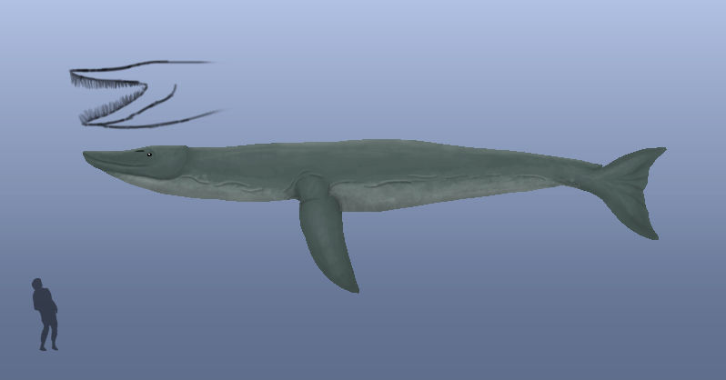 BoT: New Whale (112 myh) by Brainloading on DeviantArt