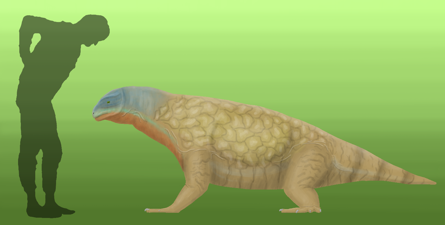 BoT: Streptascelis caerulea (112 myh) by Brainloading on DeviantArt