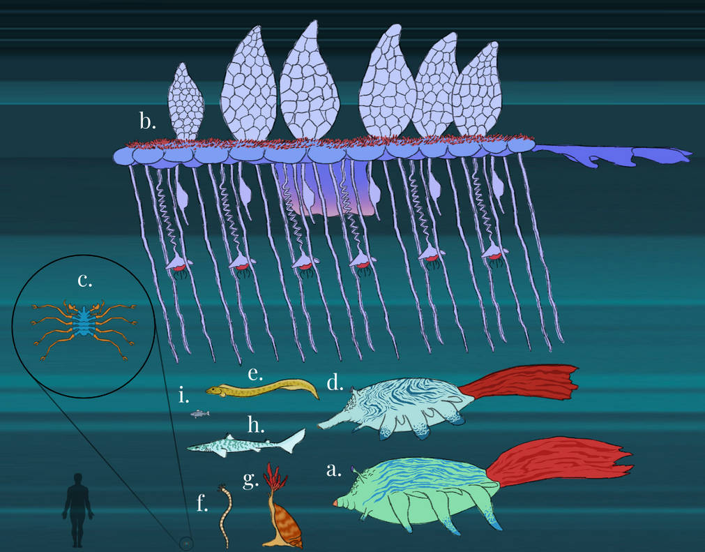 The Future is Wild: Fan Reboot - Shallow Seas by Brainloading on DeviantArt