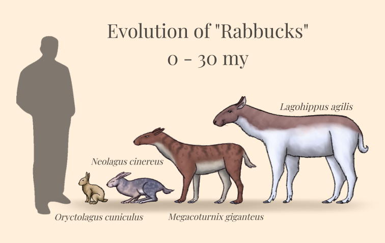 Evolved Rabbits BoT: Evolution of Rabbucks (0 - 30 myh) by Brainloading on DeviantArt