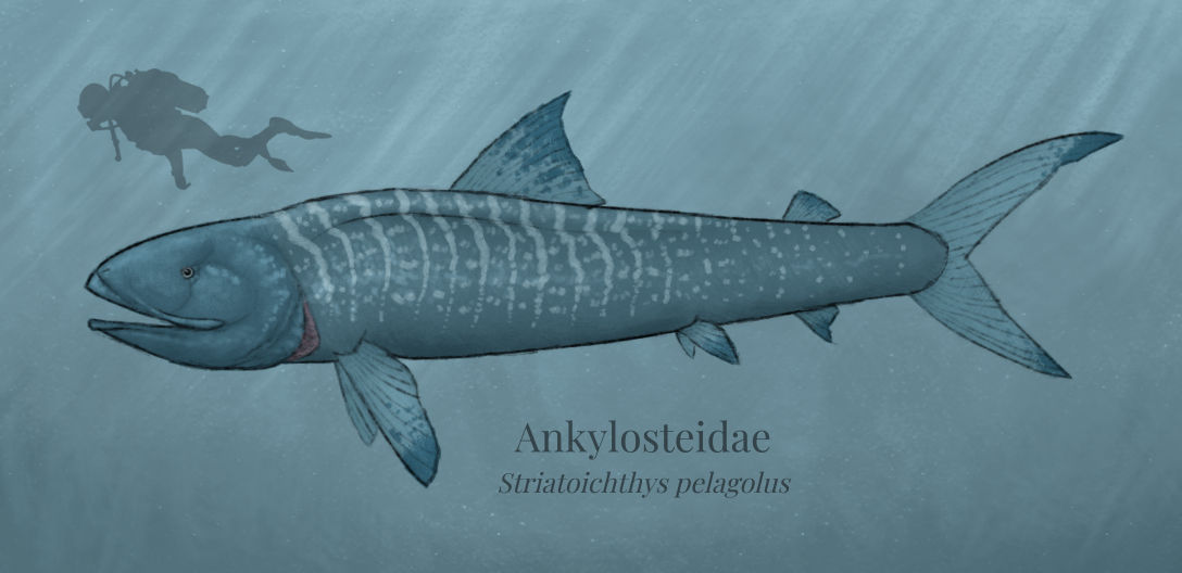 BoT: Striatoichthys (112 myh) by Brainloading on DeviantArt