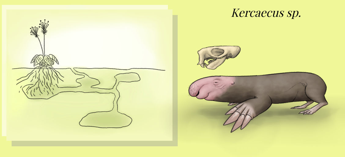 BoT: Kercaecus (112 myh) by Brainloading on DeviantArt