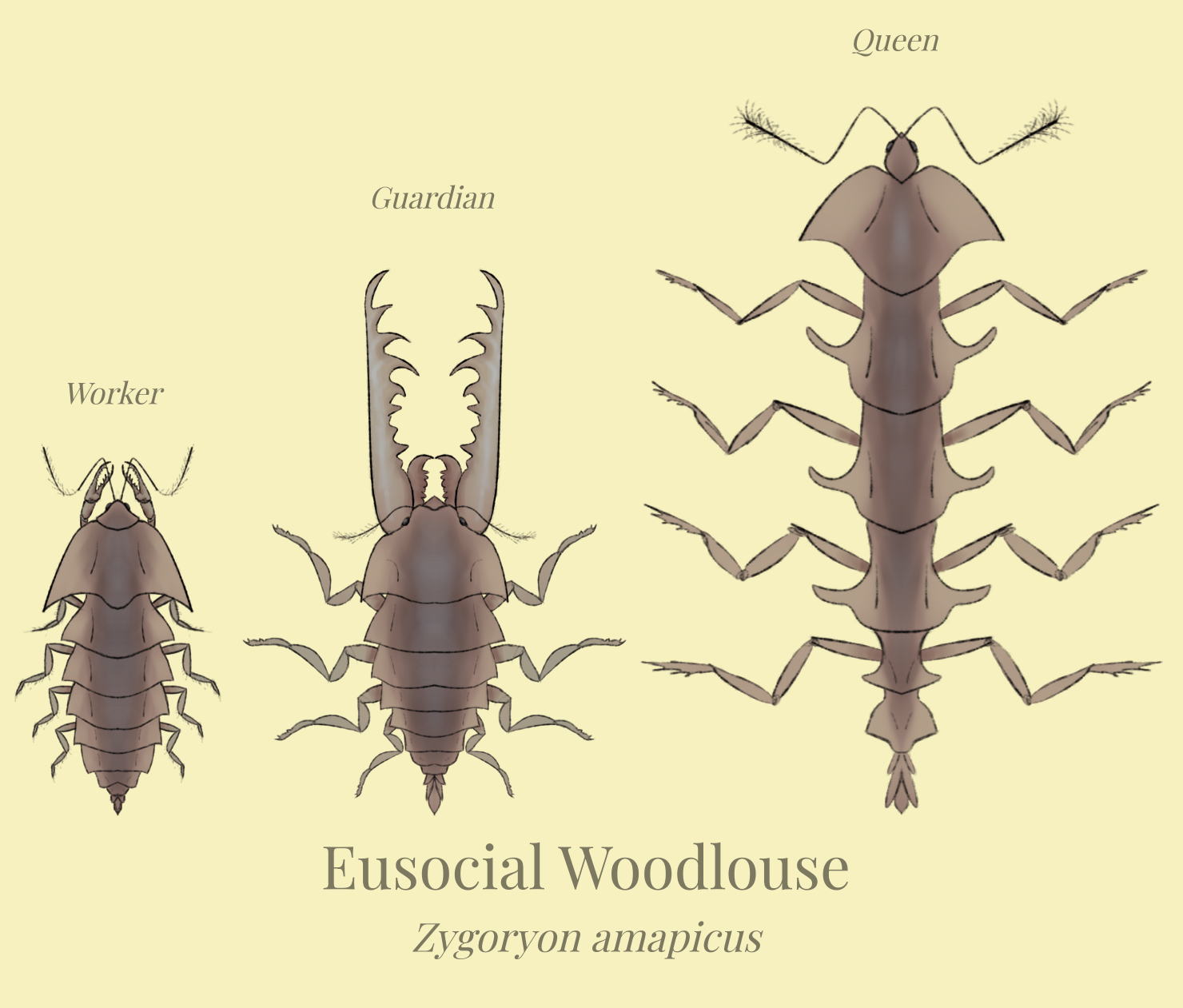 BoT: Eusocial Woodlouse (112 myh) by Brainloading on DeviantArt