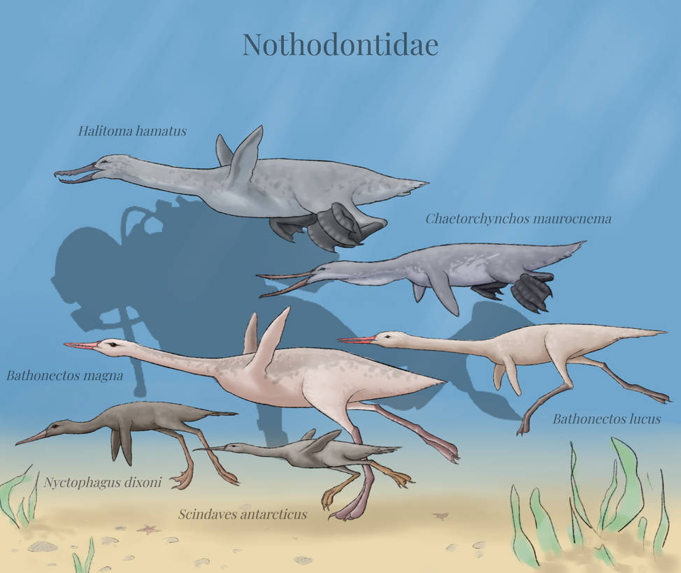 BoT: New Antarctic Seabirds pt. 2 (30 myh) by Brainloading on DeviantArt