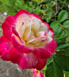 double delight rose