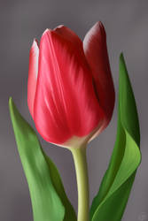 Tulip