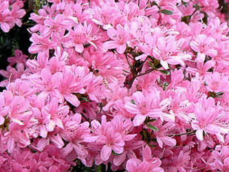 Azalea