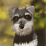 Schnauzer