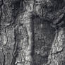 The Horizontal Tree