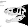 Daspletosaurus horneri skeletal