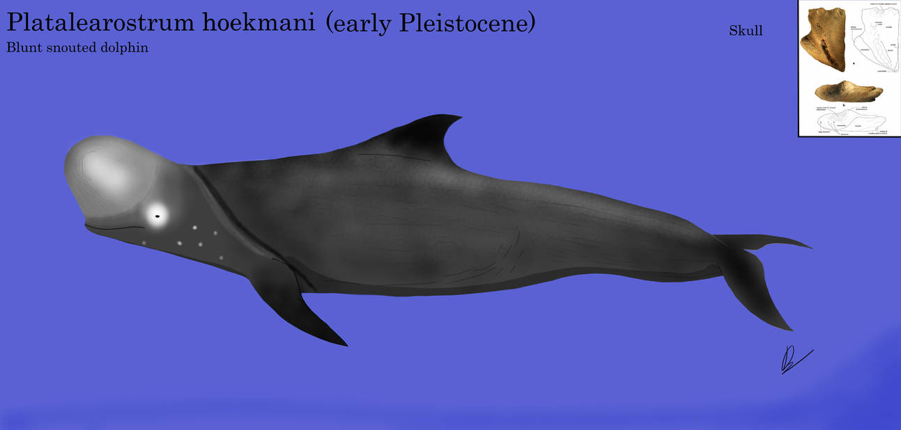 Blunt Snouted Dolphin by XENOPLEURODON on DeviantArt