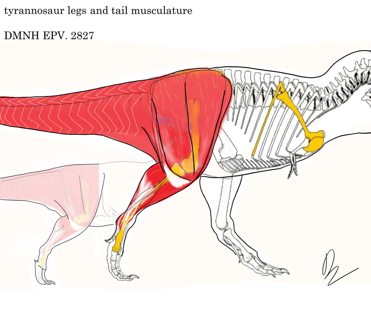 Tectone Muscles Leg Muscle study by XENOPLEURODON on DeviantArt