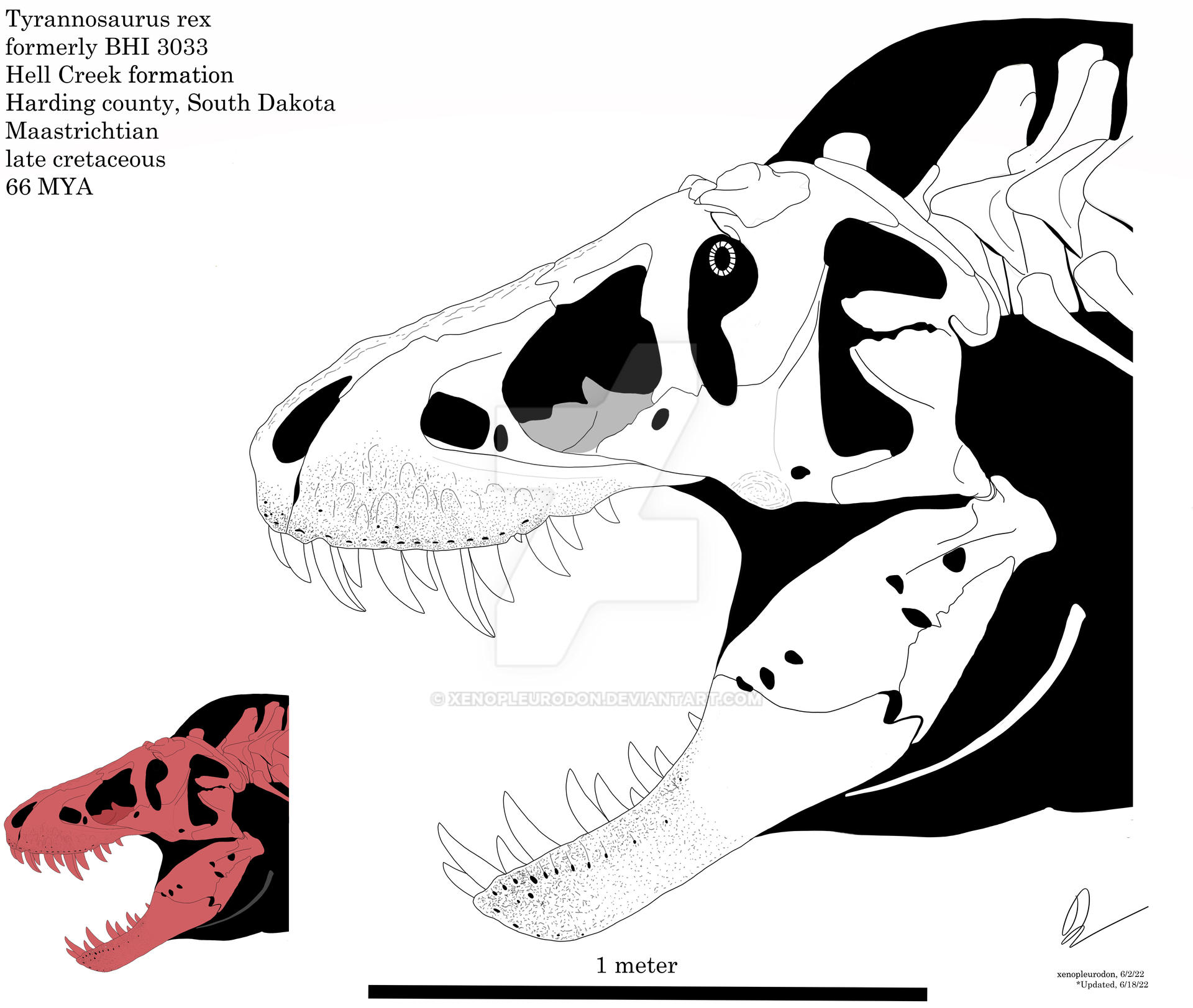 Tyrannosaurus rex Stan skeletal by XENOPLEURODON on DeviantArt