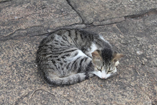 Camouflage kitty