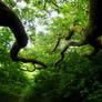 Limbs Of Oak