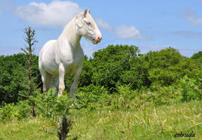 The White Shire Horse.