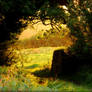 Sunset Through The Arch Of Trees