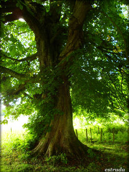 magical tree