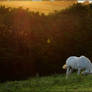 The Unicorn in the Setting sun