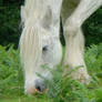 The white shire horse 8