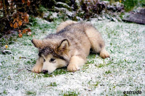 Playing in the Snow by Estruda