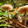 Mushrooms in the garden