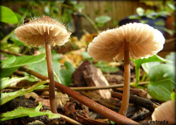 Mushrooms in the garden