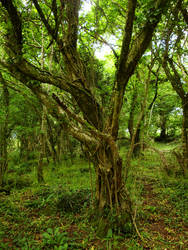 Witchy Tree