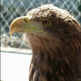 Eagle Eyed
