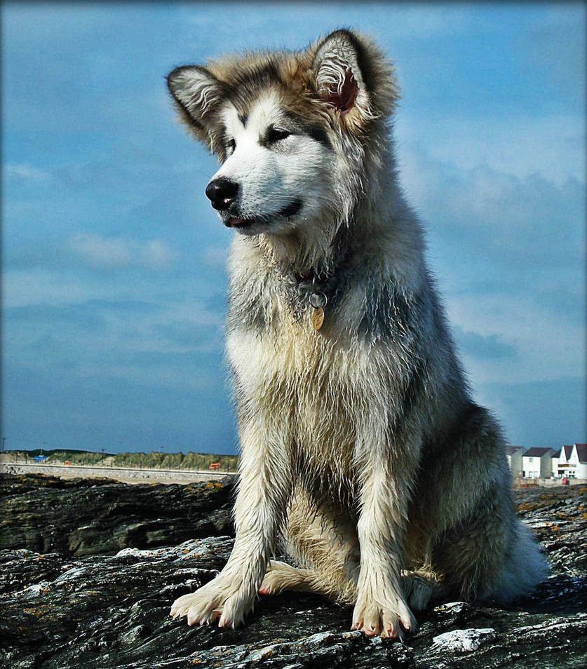 Young Malamute by Estruda