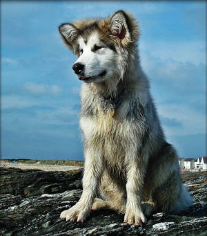 Young Malamute