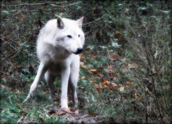The Magikal White Wolf