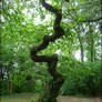 The Serpent Tree