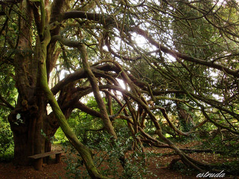 The Old Yew Tree