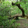 Tree Crawling Out Of The Forest