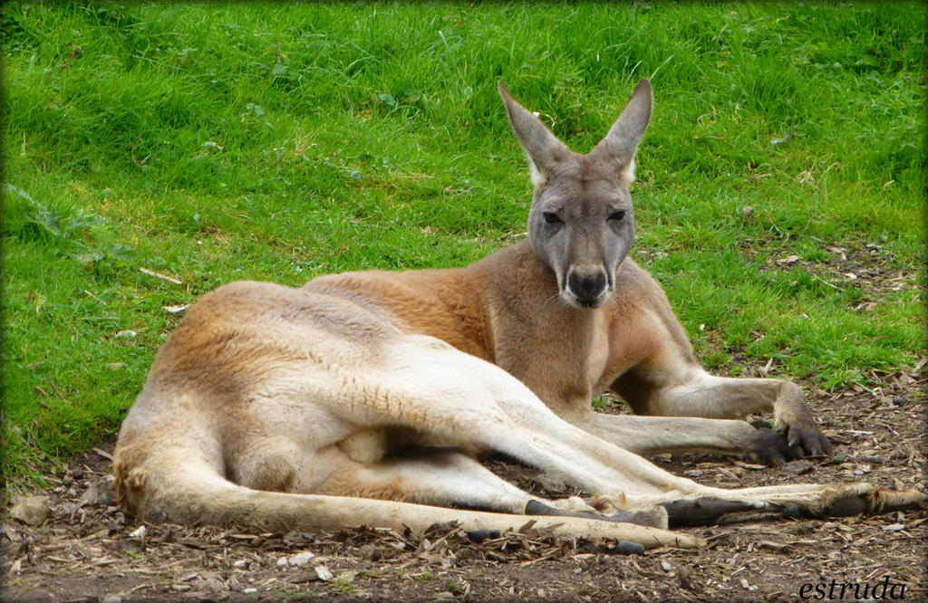 MR Roo by Estruda on DeviantArt