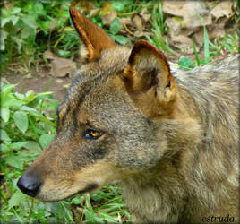 Portrait Of An Iberian Wolf