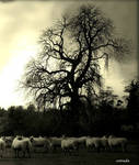 Sheep by Estruda