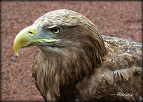 The Sea Eagle