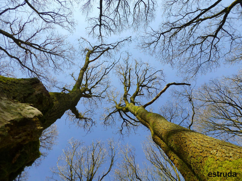 Reaching up to the blue sky by Estruda