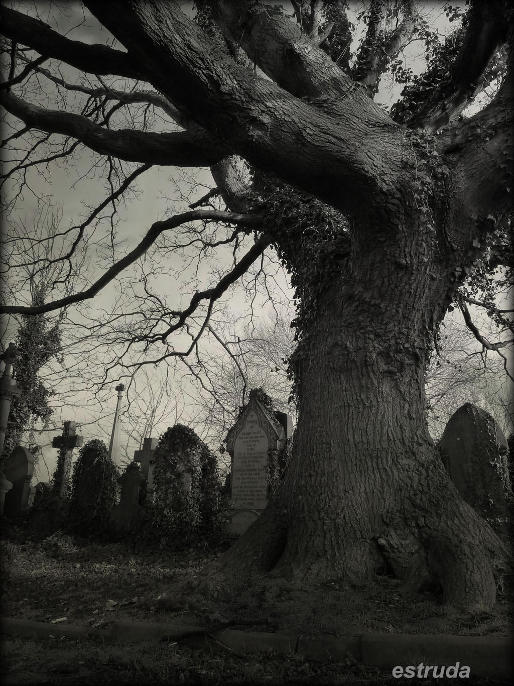 The Old Cemetery Tree