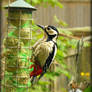 The woodpecker