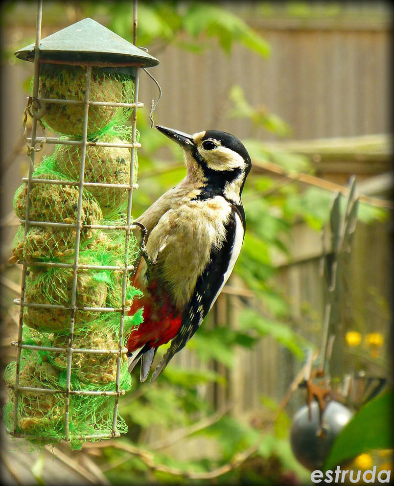 The woodpecker by Estruda