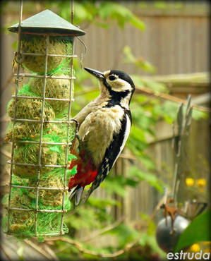The woodpecker by Estruda