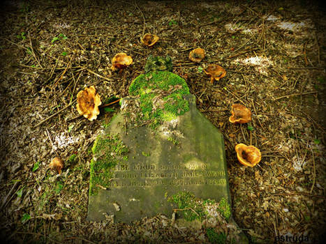 The Tombstone and The Mushrooms