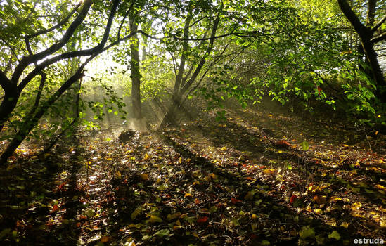 Autumns Rays