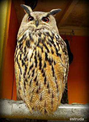 Long Eared Owl by Estruda