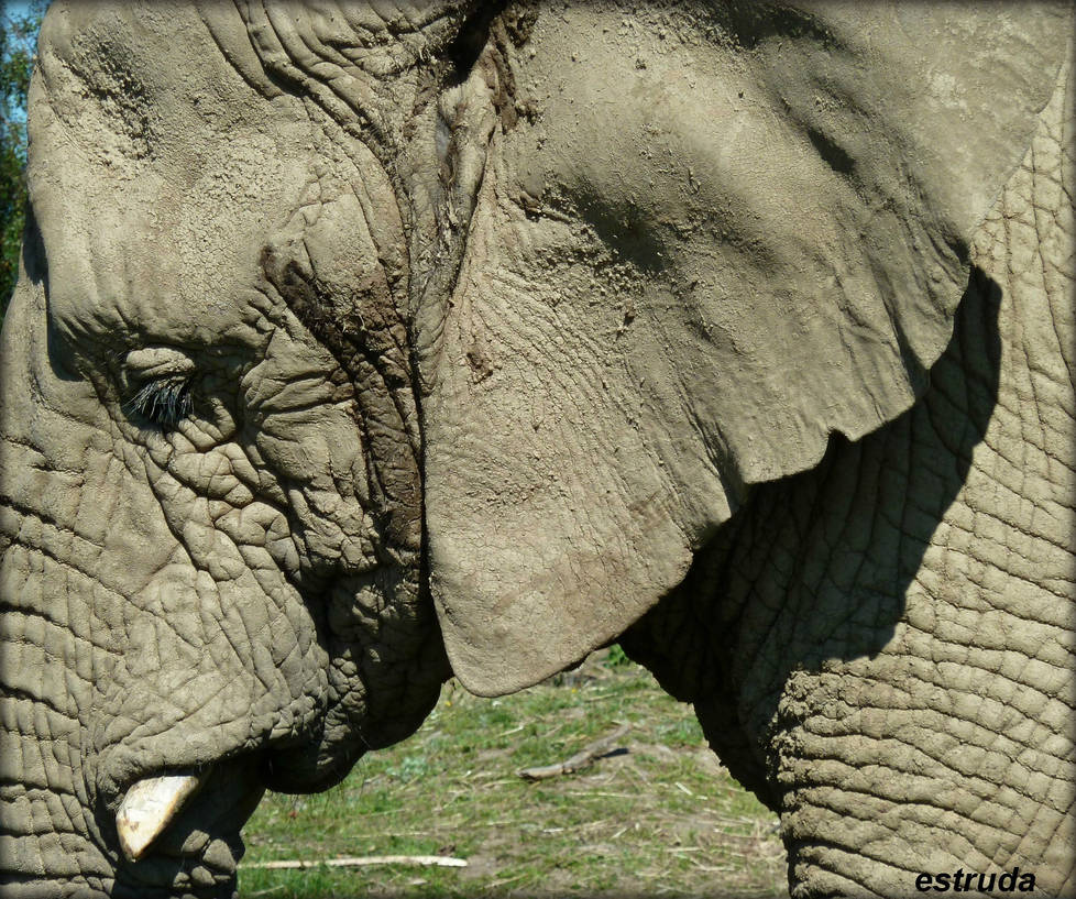 Elephant Portrait by Estruda