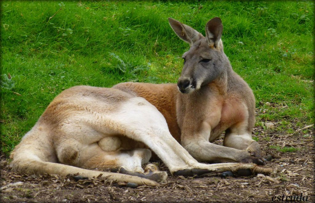 Kangaroo by Estruda